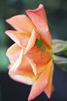 Hybrid Tea Roses Prints: Rosa Remember me Rose Orange subject