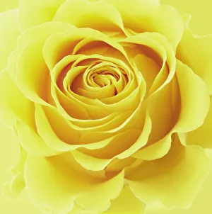 Yellow Rose Print, Rosa Photo