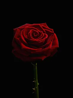 Rose Print - Rosa Cultivar 2520