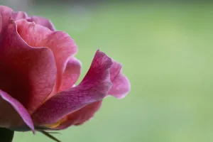 Rosa Print - High-Quality Photo of a Single Rose