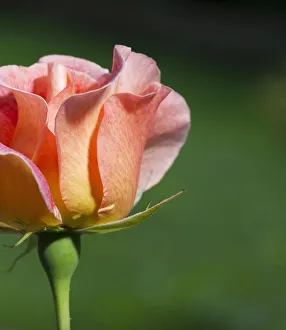 Rosa 2520 Print - High-quality rose photograph