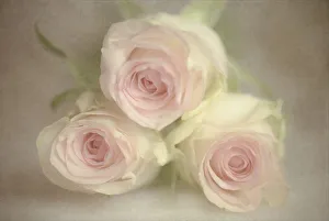 Three Pink Roses Print
