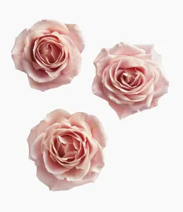 Rose, Rosa, Ariel view of three pink roses cut out on a white background Rose, Rosa, Ariel view of three pink roses cut out on a white background