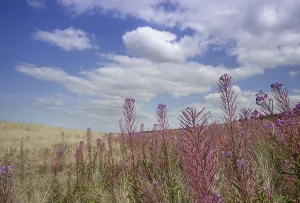 Rosebay willowherb, Chamerion augustifolium, growing wild in Holkham, Norfolk, England Rosebay willowherb, Chamerion augustifolium, growing wild in Holkham, Norfolk, England