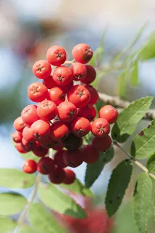 Rowan Berries Prints: Rowan Mountain Ash