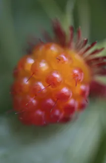 Red Raspberries Prints: rubus strigosus, raspberry, american raspberry, red subject