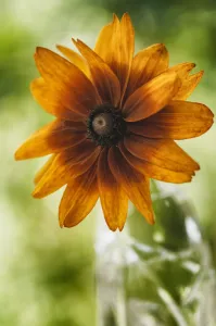 rudbeckia hirta autumn colors, black-eyed susan, orange subject rudbeckia hirta autumn colors, black-eyed susan, orange subject