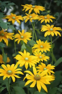 rudbeckia hirta irish eyes, black-eyed susan, yellow subject rudbeckia hirta irish eyes, black-eyed susan, yellow subject