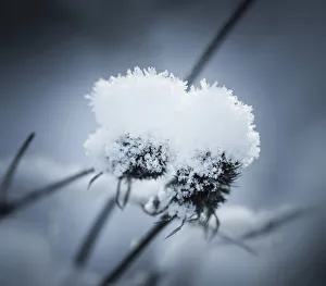 Sea holly, Eryngium planum, Two snow topped seedheads Sea holly, Eryngium planum, Two snow topped seedheads