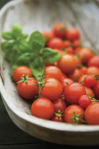 Gardeners Delight Tomato Red Print