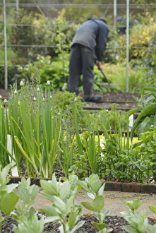 Allium Flower Prints: SK_0415