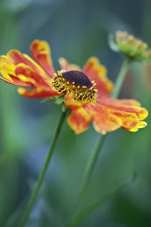 Autumn Blooming Flowers Prints: Sneezeweed, Helenium Goldrausch, One open flower with red and orange petals