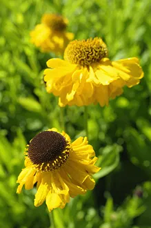 Outdoor Flower Photos Prints: Sneezeweed, Helenium, Helenium The Bishop