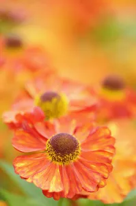 Autumn Flowering Plants Prints: Sneezeweed, Helenium, Helenium Karneol