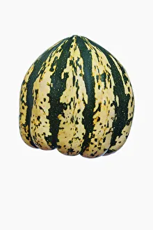 Sweet Dumpling Winter Squash Print