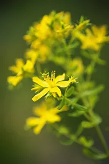 Medicinal Herb Photos Prints: St Johns wort, Hypericum perforatum, showing clusters of the yellow flowers with