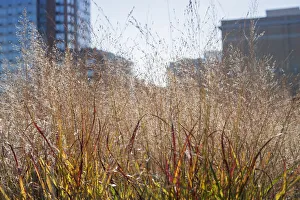 Switch grass, Panicum virgatum Shenandoah growing on the New York High Line garden Switch grass, Panicum virgatum Shenandoah growing on the New York High Line garden