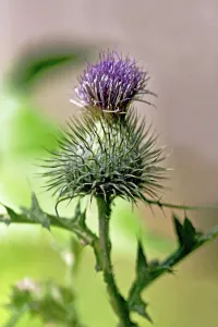 Scotch Thistle Print - Single Stem with Spiny Leaves and Flowers