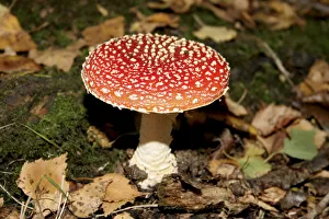 Fly Agaric Fungus Prints: toadstool