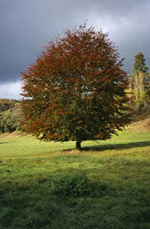 Autumn Fagus sylvatica Print, Common Beech Tree in Wales