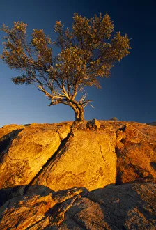 Green Tree Print