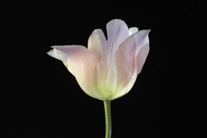 Tulip Beauty Queen, Tulipa, Tulipa Beauty Queen Tulip Beauty Queen, Tulipa, Tulipa Beauty Queen
