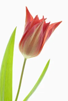 Tulipa 2521 Print - Synaeda Orange Tulip