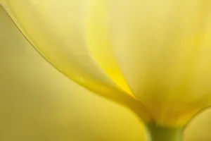 Yellow Tulip Print, Close-Up of Base Against Yellow Background