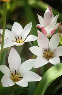 tulipa clusiana lady jane, tulip, white subject tulipa clusiana lady jane, tulip, white subject