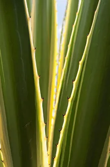 Variegated Sword Lily, Furcraea selloa var. marginata Variegated Sword Lily, Furcraea selloa var. marginata