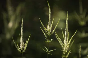 Pink Veronicastrum virginicum Print