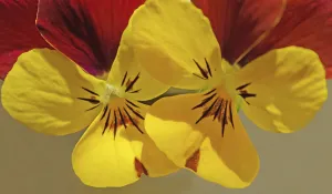Cottage Garden Flowers Prints: viola, viola