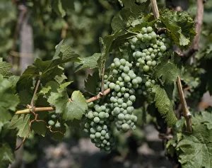 Vitis Vinifera Images Prints: vitis vinifera, grapevine