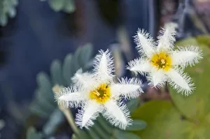 Water Snowflake Nymphoides indica White View Front Water Snowflake Nymphoides indica White View Front