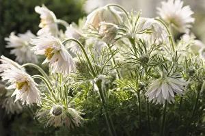 White Pasque flower, Pulsatilla, Pulsatilla vulgaris alba White Pasque flower, Pulsatilla, Pulsatilla vulgaris alba