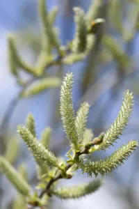 Willow Catkins Print - Early Spring Tree Scene