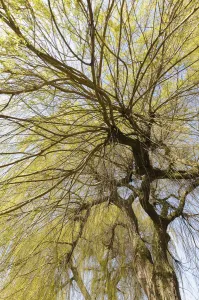 Willow, Weeping willow, Salix, Salix babylonica Willow, Weeping willow, Salix, Salix babylonica