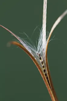 Broadleaved Willowherb Print