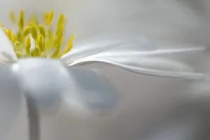 Frost Hardy Flowers Prints: Winter windflower White Splendour, Anemone, Anemone blanda White Splendour