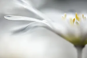 White Splendour Anemone Print