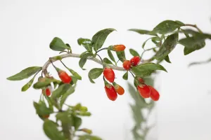 Wolf berry, Goji berry, Lycium barbarum, Studio shot of red berries Wolf berry, Goji berry, Lycium barbarum, Studio shot of red berries