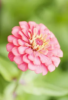 Pink Zinnia Print
