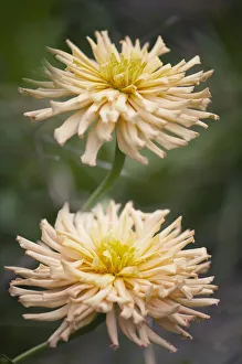 zinnia cactus flowered mix, zinnia, orange subject zinnia cactus flowered mix, zinnia, orange subject