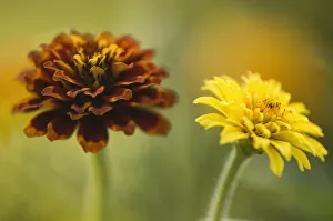 zinnia elegans cultivar, zinnia, mixed colours subject zinnia elegans cultivar, zinnia, mixed colours subject