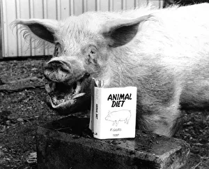 007, the World's most famous pig is on a diet. He is father to 100,000 piglets 007, the World's most famous pig is on a diet. He is father to 100,000 piglets