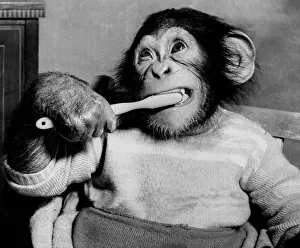 The 14-month-old chimp Pete is brushing his teeth. March 1951 1950s The 14-month-old chimp Pete is brushing his teeth. March 1951 1950s