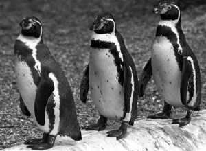 3 penguins in a line at Twycross zoo, Warwickshire. 14th June 1984 3 penguins in a line at Twycross zoo, Warwickshire. 14th June 1984