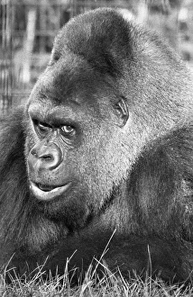 5th November 1975; Guy the gorilla seen here on the 28th anniversary of his arrival at 5th November 1975; Guy the gorilla seen here on the 28th anniversary of his arrival at
