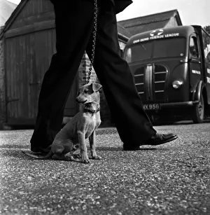 Abandon dog taken to North London home for lost dogs. October 1952 C5083-001 Abandon dog taken to North London home for lost dogs. October 1952 C5083-001