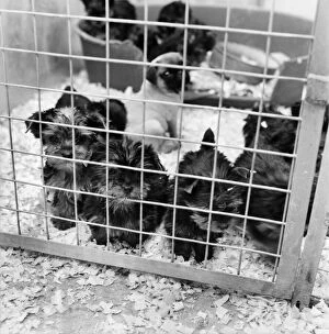 Images Dated 15th June 1980: Some of the abandon puppies at a animal charity re-homing centre for unwanted